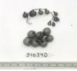 Click for 1 image(s) for this accession. FRUIT